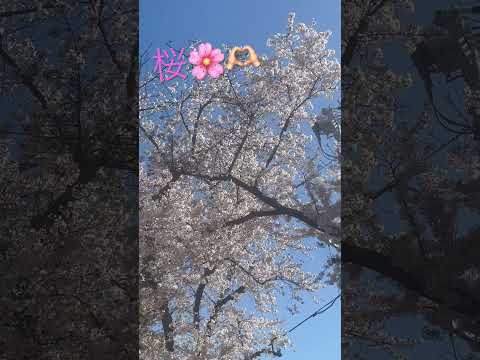 桜🌸🇯🇵 #Cherryblossoms #sakura #さくら #満開の桜 #shorts #shortvideo