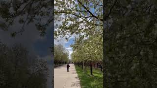 Spring moment on campus 🌸 #msudenver #denver #campuslife #spring #flowers