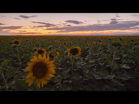 Relaxing Night in Nature Beside the Sunflower Field with Crickets Singing and Light Wind Sounds