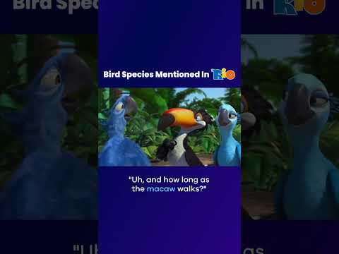 Bird Species Mentioned In Rio! [Edit]