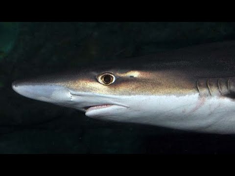 Facts: The Tope Shark (Soupfin Shark)