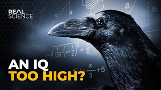 Why Crows Are as Smart as 7 Year Old Humans