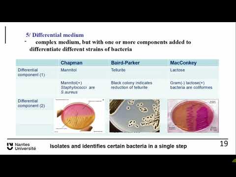 ABT Bacterio 3