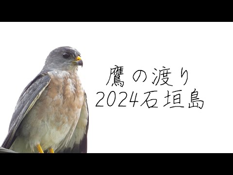 石垣島で鷹の渡りを観察