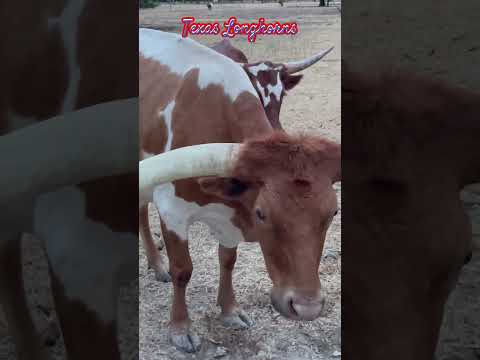 Texas Longhorns | American beef cattle | long horns, which can span more than 8 ft from tip to tip