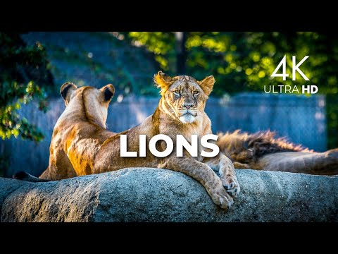 Thrilling 4k Footage Of Energetic Lions In Action | Lions 4k Documentary