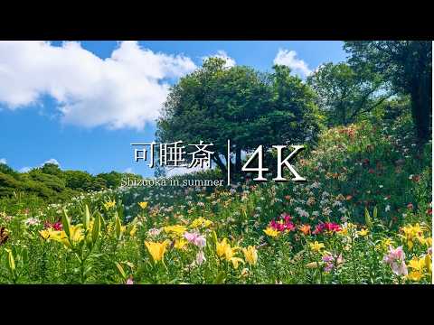 [Flower paradise as far as the eye can see] Visit Kasui Lily Garden - JAPAN in 4K