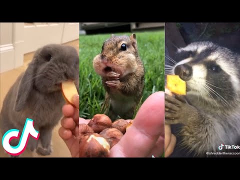 Dogs And Cats Reaction To Food - Funny Animal Reaction | Funpet World