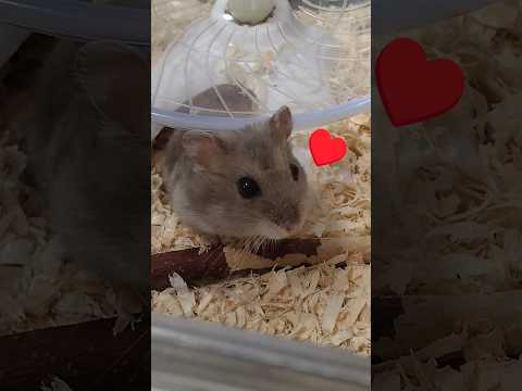 掘るのが上手なハムスター（ピク）#ハムスター #ジャンガリアンハムスター#ほりほり #可愛い#癒し#pets #hamsters#cute#ハムスターのいる生活