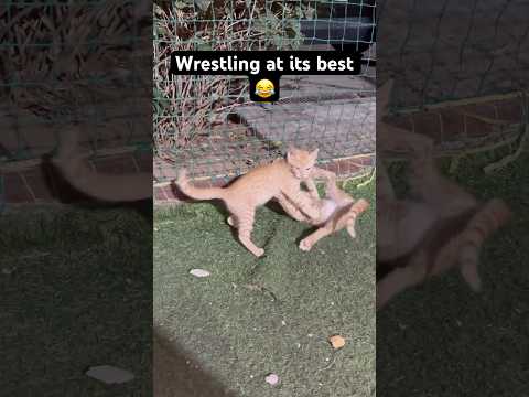 Wrestling at its BEST | Cuties | Kittens #meow #cute #cutest #wrestling #playing #cats #kittens