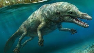 The Evolutionary History of Whales - Cetacean Evolution Part 1