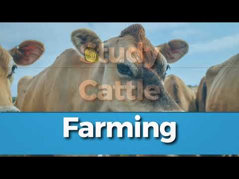 Cattle Farming