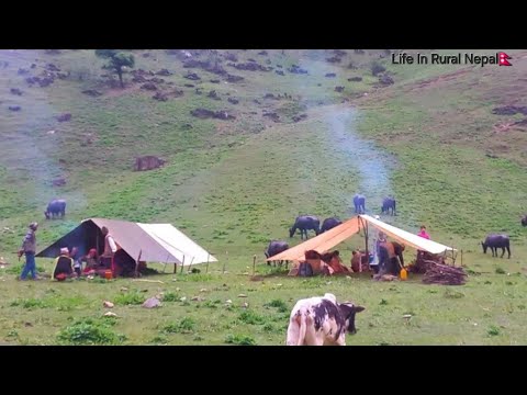 Organic Nepali Himalyan Life In Nepal || Most Relaxing And Peaceful Village Life || RuralLifeNepal |