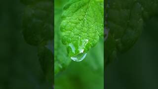 Magic of Lemon Balm Plant #shortandinformative #lemonbalm #plants @Plants-World