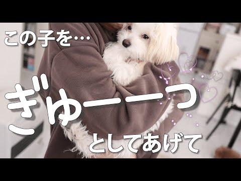 【甘えん坊のワンコ】眠たいのに寝たくない小型犬をぎゅーっと抱きしめてあげた【＃036】I hugged a dog that didn't take a nap　졸린 강아지를 안아 주었다