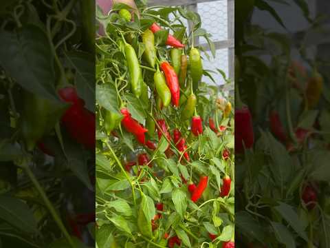 Homegrown chili powder 🌶️🌶️ #backyardvegetablegarden #gardening #homegardening #chilipowder