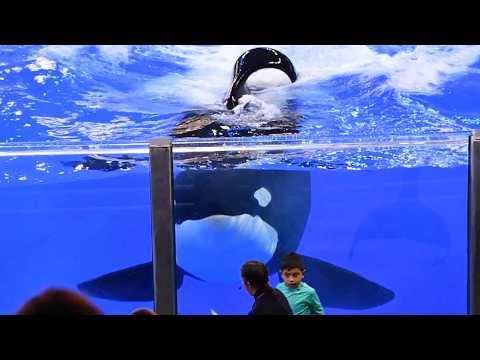 Orca Encounter (Full Show) - SeaWorld San Antonio - March 9, 2024