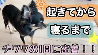 かわいい犬｜ロングコートチワワのウルくん【チワワの１日♪起床〜寝るまで】