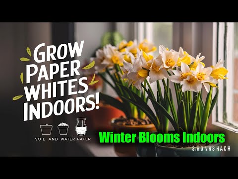 How to Grow Paperwhite Bulbs Indoors for Beautiful Winter Blooms!