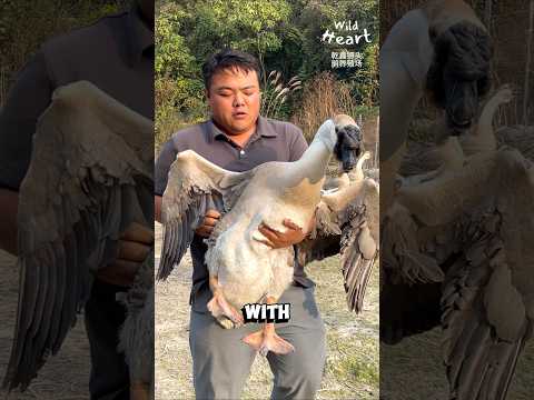 The Heavyweights of Goose Breeds