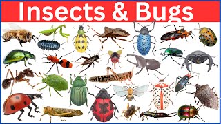 Bugs and Insects 101: Mastering Their Names in Minutes