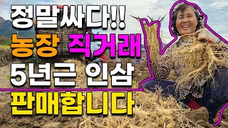 직거래 5년근 인삼 수삼 저렴하게 판매합니다 산지직송 금산인삼 풍기인삼 강화인삼 보은인삼 #5년근인삼 #6년근인삼 #인삼판매