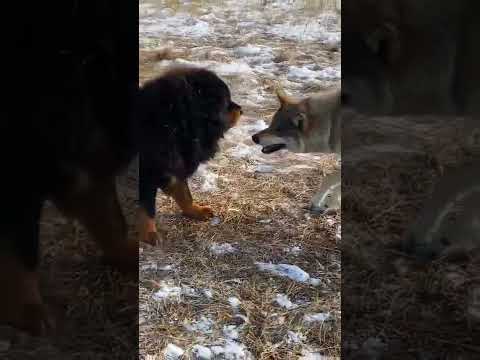 #wolf challenging  #mastiff