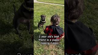 Chase loves his best buddy Roo #chihuahua #bestfriends #animallover #animalsbonds #kidsandanimals