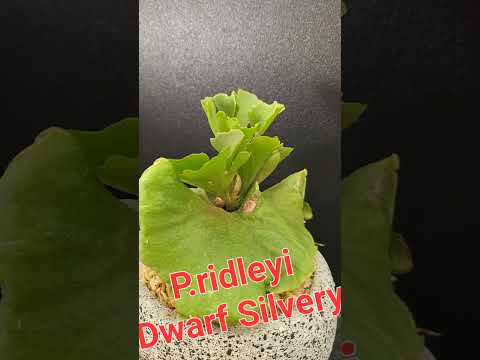 #P_ridleyi_Dwarf_Silvery