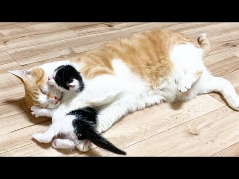 赤ちゃん猫をずっと抱きしめたい先住猫