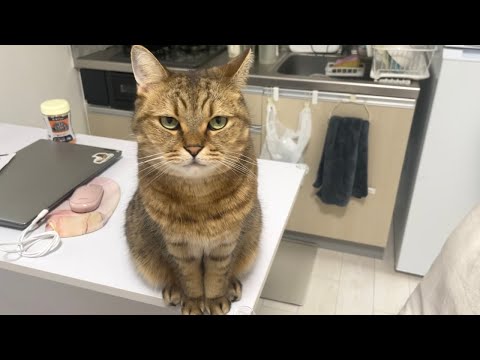 この猫の足元に注目してもらいたいんだけどさぁ…