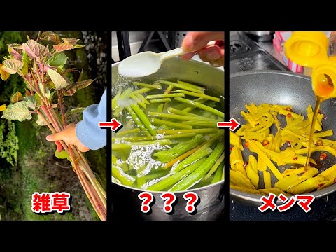 雑草からメンマを作る