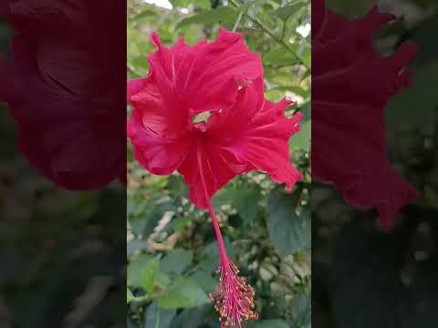 Hibiscus Flowers in different colours #hibiscusflowers #flowers #gardening #shortvideo #ytshort