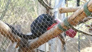 Howler Monkeys Rainforest of the Americas LA Zoo Los Angeles California USA January 16, 2025