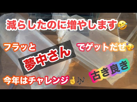 (メダカ)平日フラット！メダカ屋さんに！古き良きメダカに出会った😊今年はチャレンジ♬