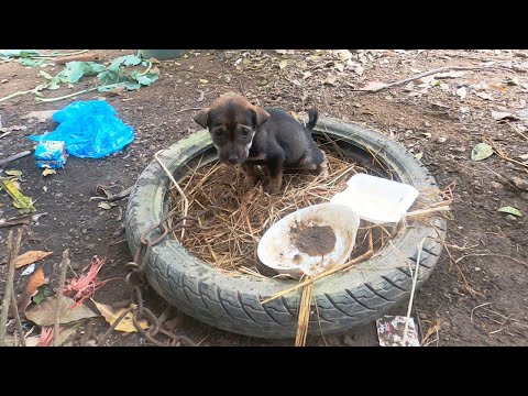 Emotional Rescue! Dog Finally Freed from Heavy Chains After Days of Confinement