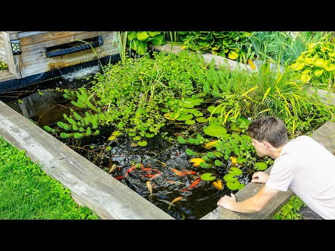 The Sad Truth of My DIY Garden Pond