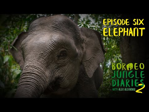 Elephants: Following their Feeding Behaviour (S02E06) | SZtv