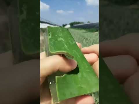 Cutting aloe Vera 🍃