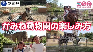 かみね動物園での楽しみ方【茨城県日立市】