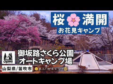 【山梨県/笛吹市】さくら満開🌸お花見キャンプ/御坂路さくら公園オートキャンプ場 #まふハピキャンプ