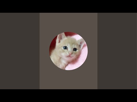 ひのき猫  「鳴いたら終わり」ゲリラライブ！