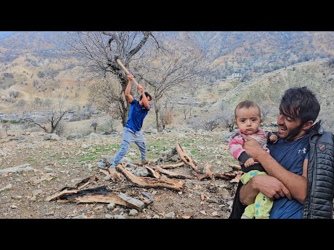 Ali's nomadic life goes to the mountains to collect firewood