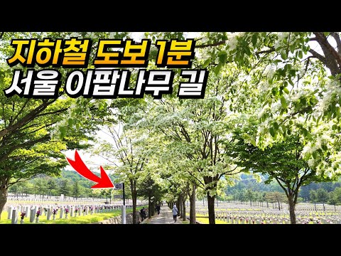 5월 여행지 추천 서울 이팝나무 명소 국립 현충원 | 서울 대중교통 당일치기 여행 | Seoul National Cemetery, Korea