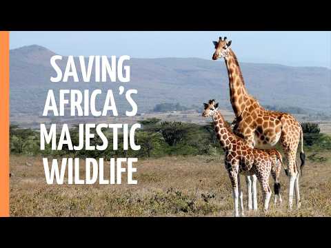 The Last Giants of Africa: Fighting to Save Lions and Elephants | Full Documentary