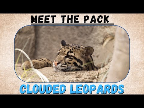 Meet the pack: Clouded leopards