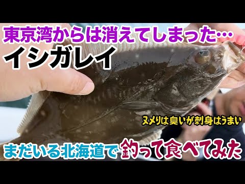 東京湾からは消えてしまったイシガレイを北海道で釣って食べてみた