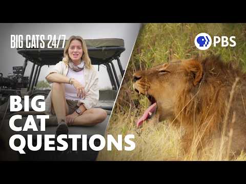 Big Cat Experts Answer Questions About Lions, Leopards and Cheetahs | Big Cats 24/7 | PBS