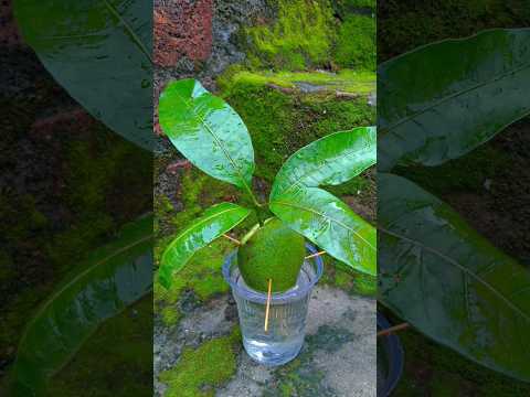 Great " idea propagation mango tree from water #grow #shorts #viral#propagate