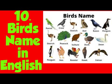 Birds Name, 20 birds name, birds name with spelling pictures|